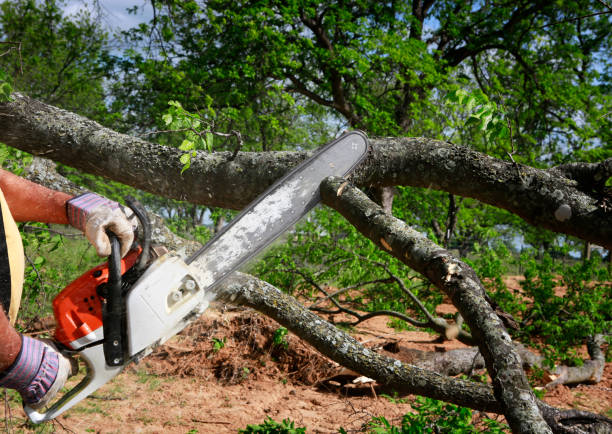 Why Choose Our Tree Removal Services in Buena Park, CA?